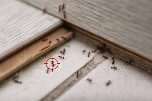 Best Best Pest Control Companies  in Magnolia, NC