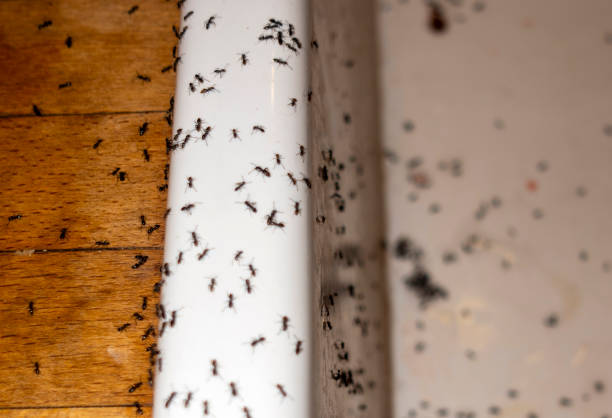 Best Insect Control  in Magnolia, NC