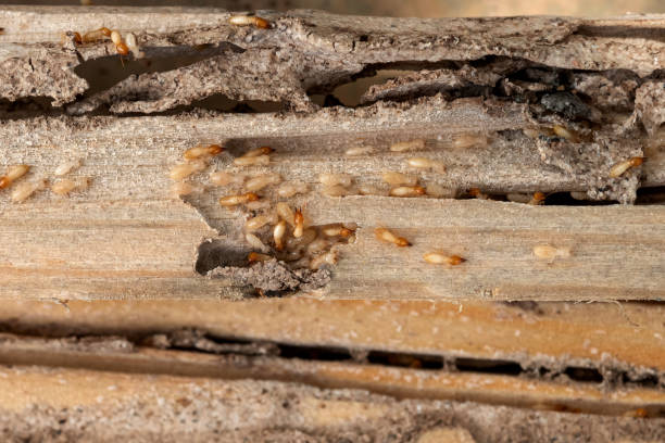 Best Best Pest Control Companies  in Magnolia, NC
