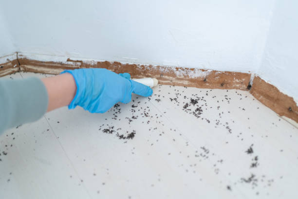 Best Best Pest Control Companies  in Magnolia, NC